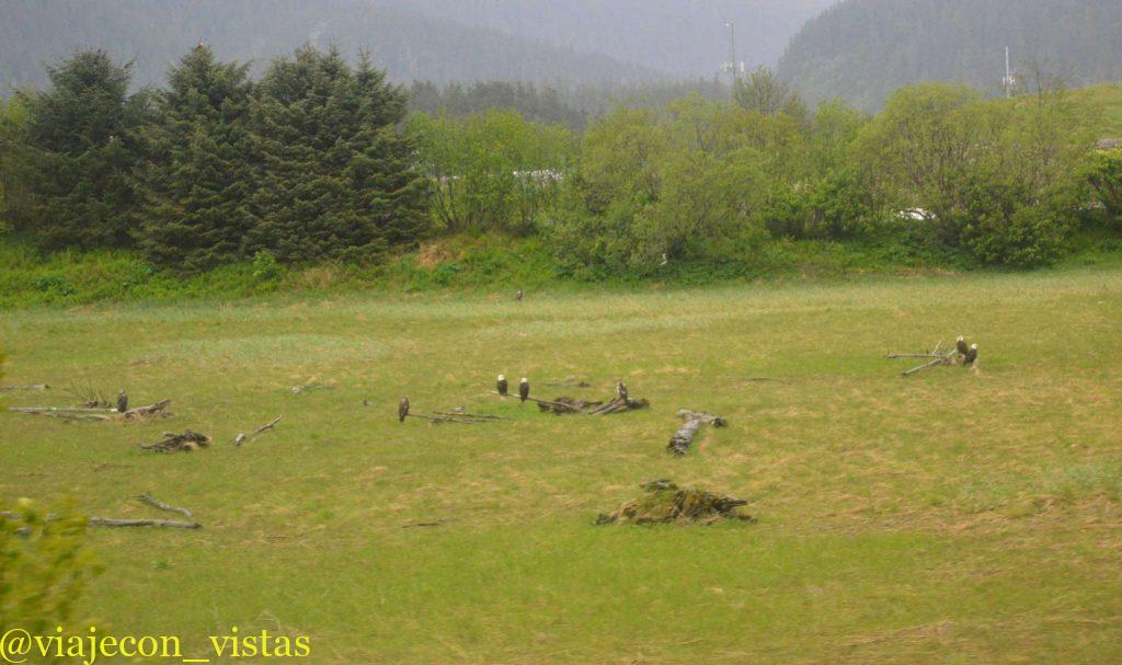 aguilas calvas juneau alaska