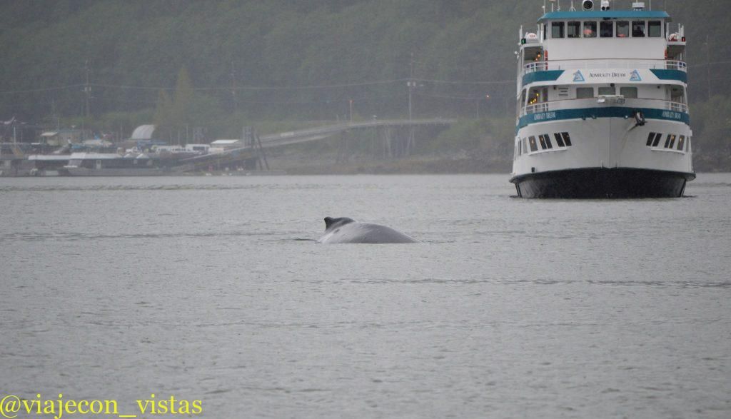 observacion vida marina juneau alaska