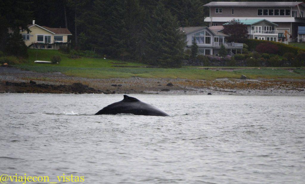 ballenas en juneau
