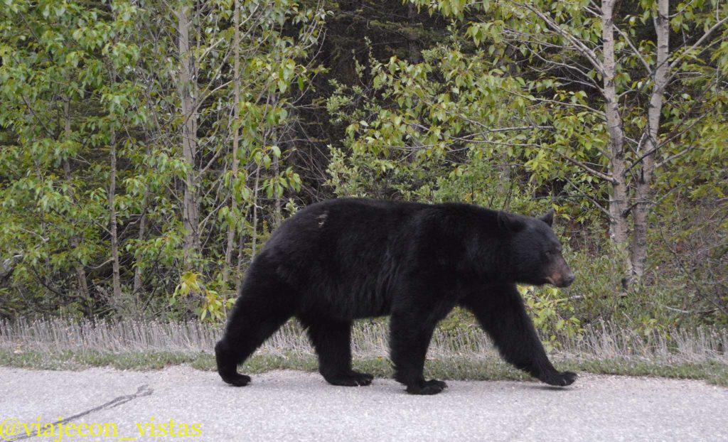 fauna salvaje parque nacional jasper