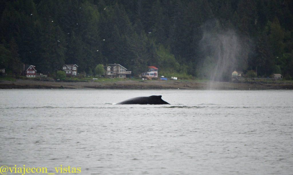 ballenas en auke juneau alaska