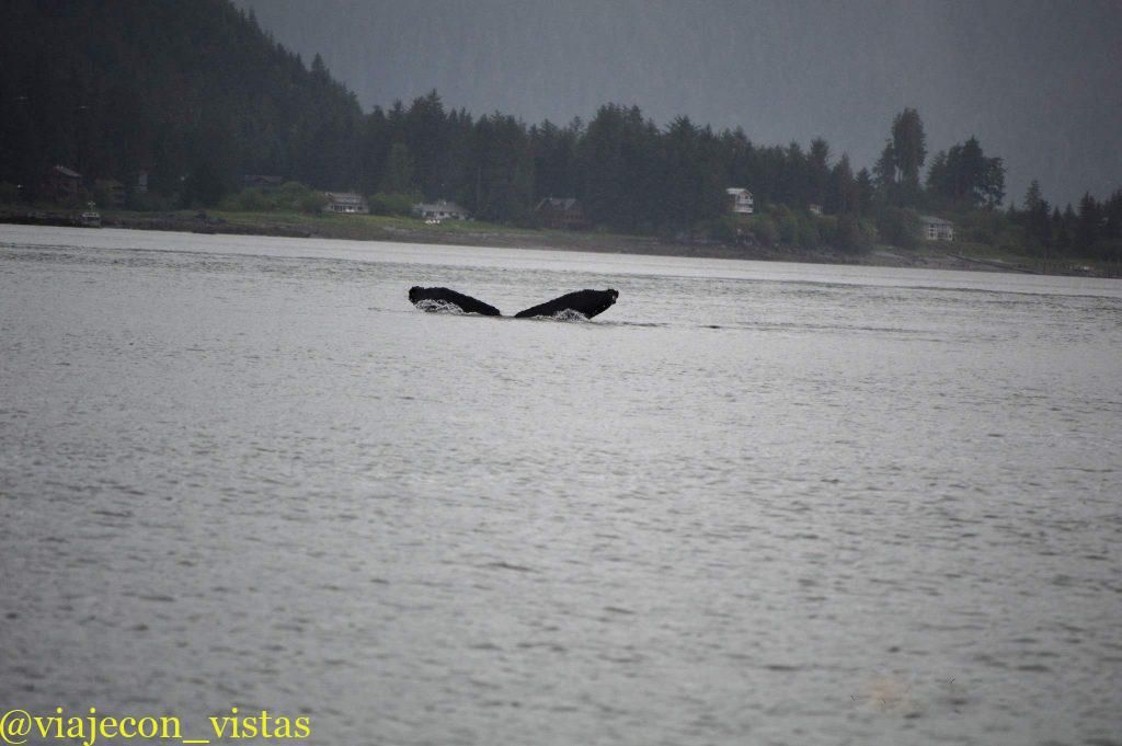 avistamiento ballenas alaska