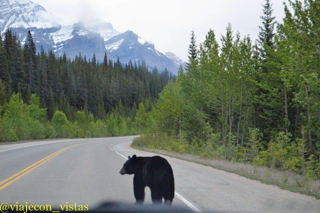 oso negro canada