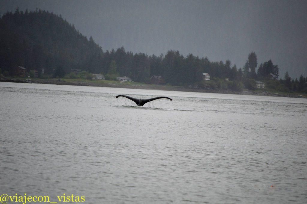 fauna del oceano juneau alaska