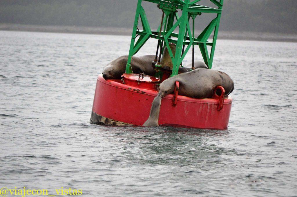 leones marinos bahia auke juneau