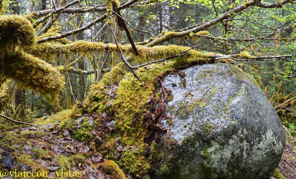 naturaleza en el bosque tongass juneau