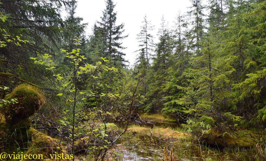bosque tongass alaska