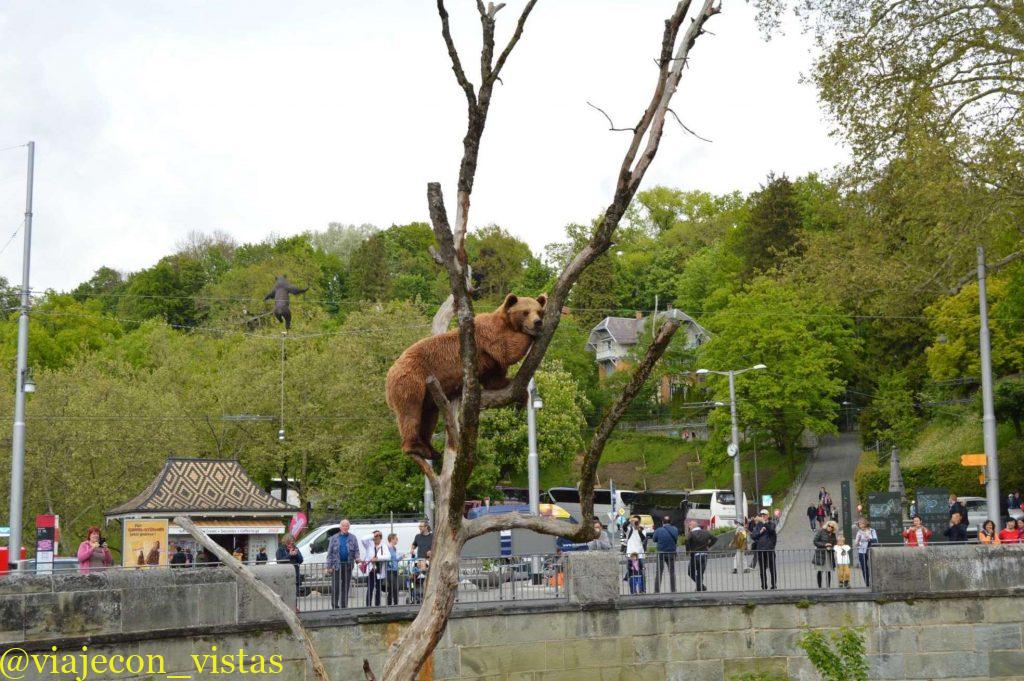 oso berna