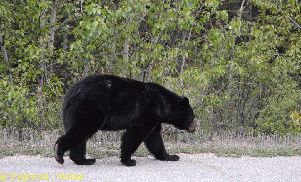 oso espectacular en icefields parkway de canada