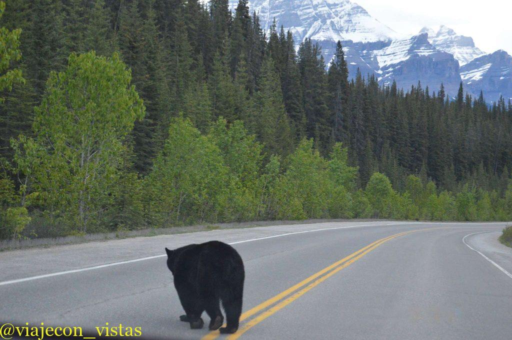 oso cruzando icefields parkway
