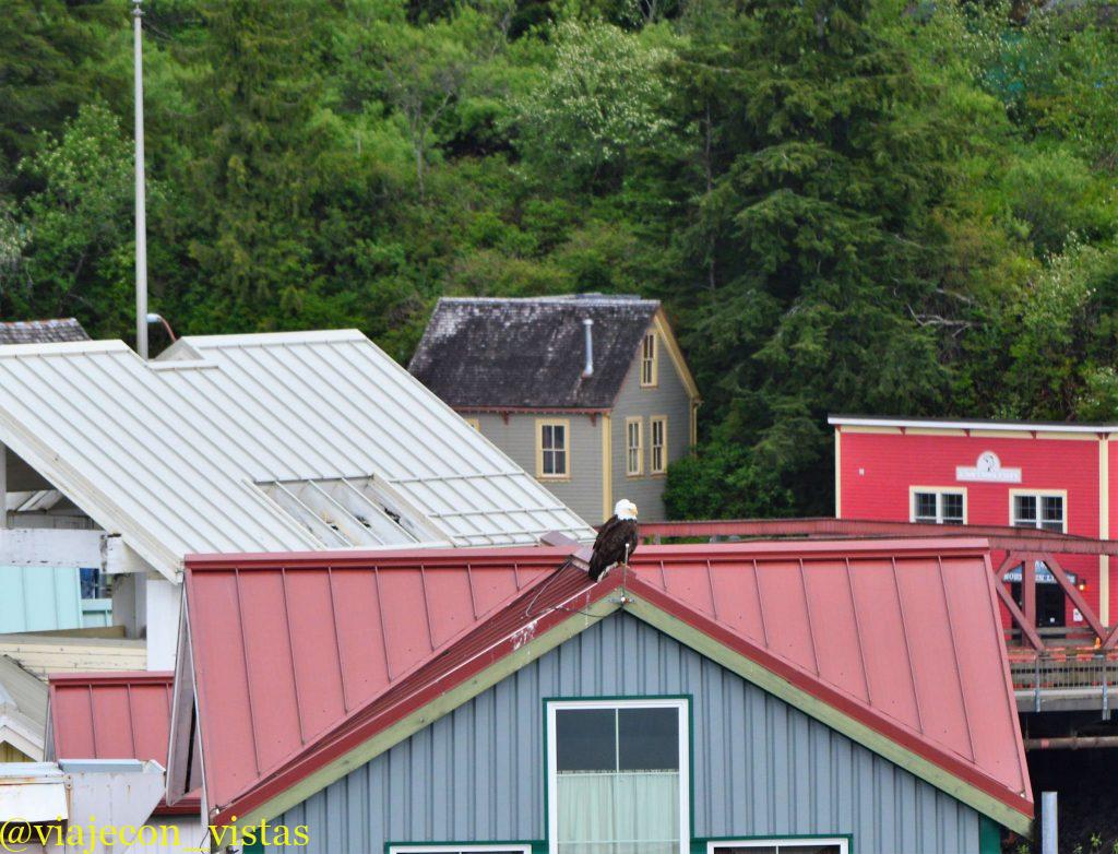 aguilas calvas ketchikan