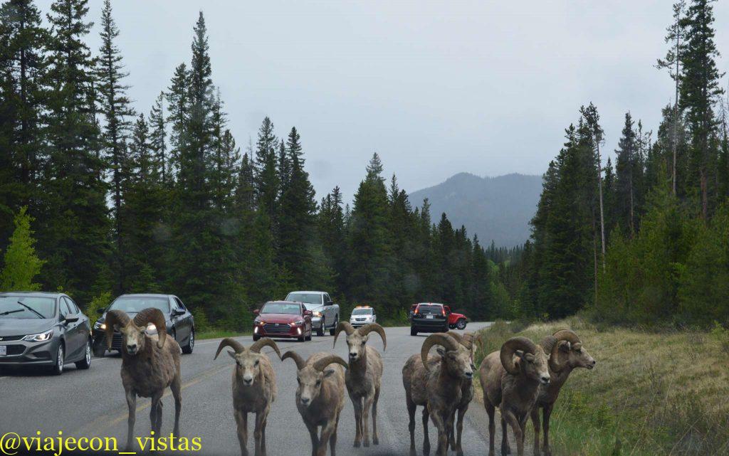fauna del parque nacional banff