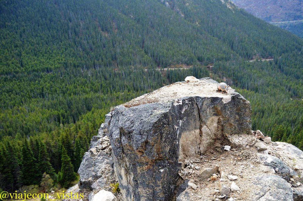 armadillo en alaska