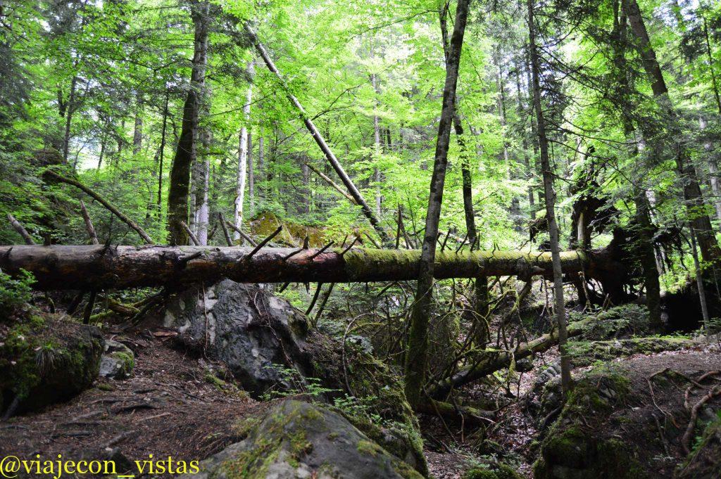 bosque humedo suiza