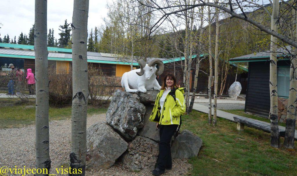 cabra blanca montañas de yukon