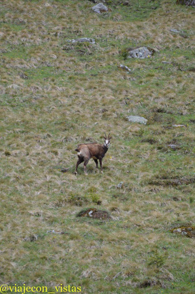 fauna montaña suiza