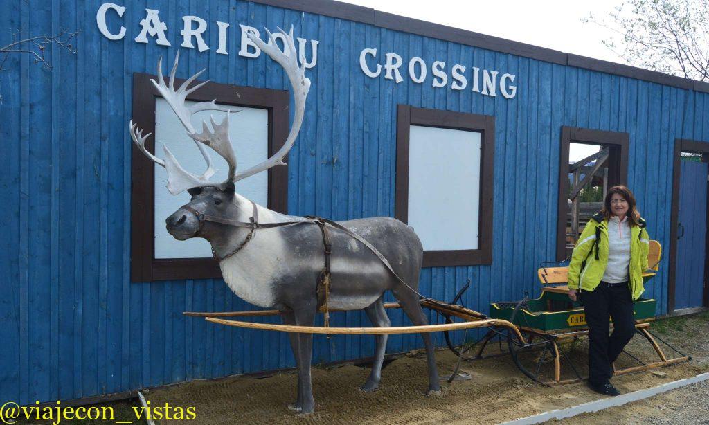 caribou crossing