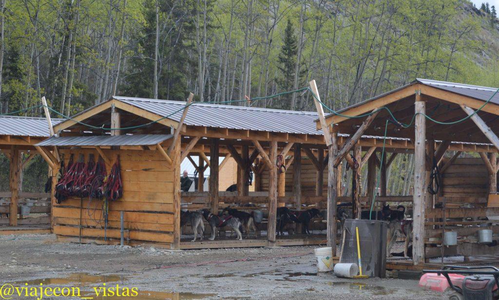 campamento de perros de trineo yukon