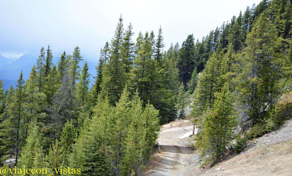 sendero del oso lake louise