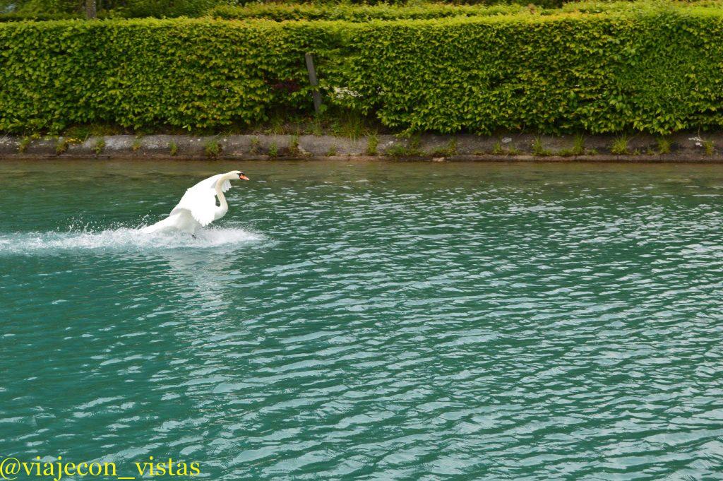 cisne en el lago thun