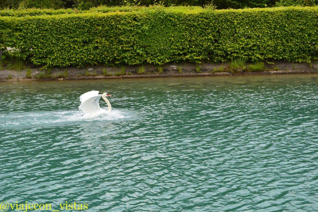 aterrizaje en el lago thun