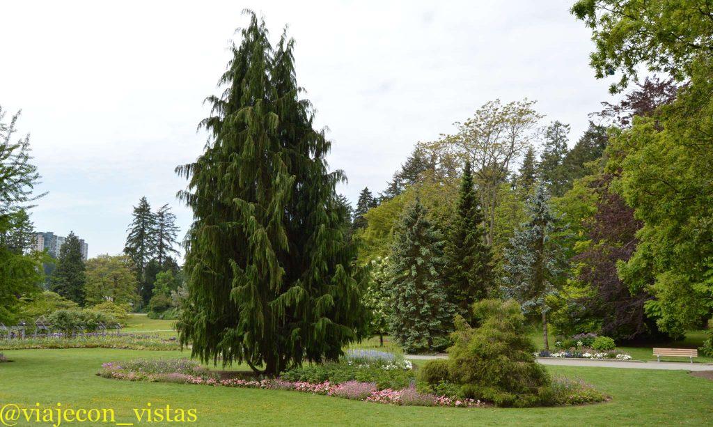 coniferas parque stanley