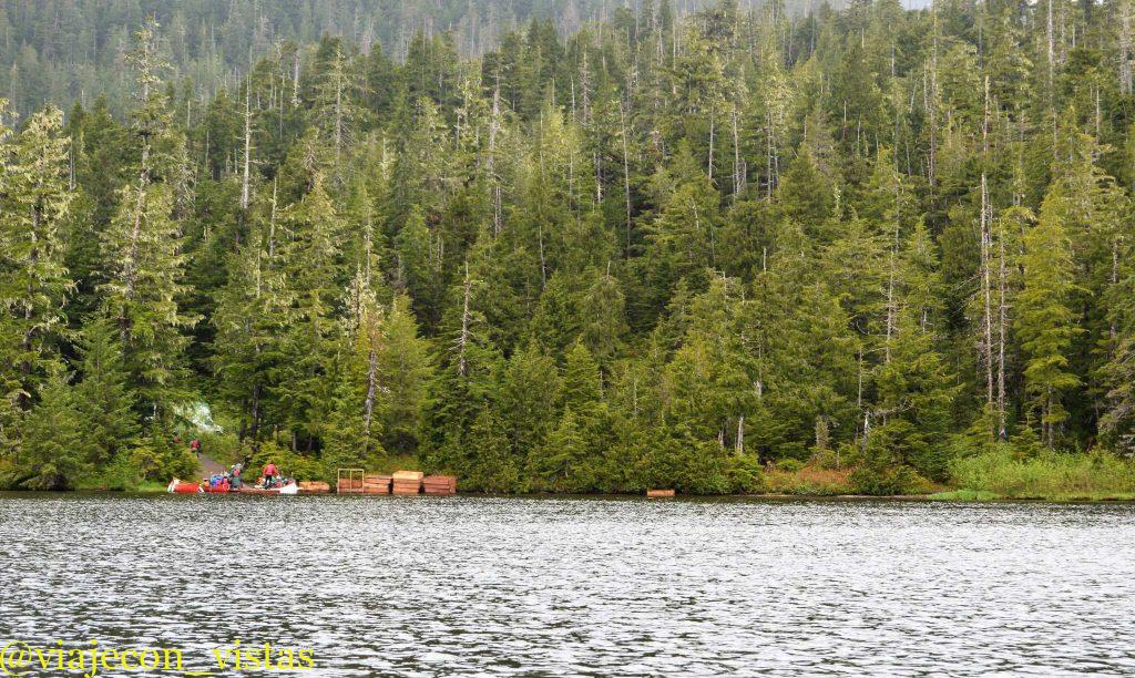 coniferas en el bosque tongass alaska