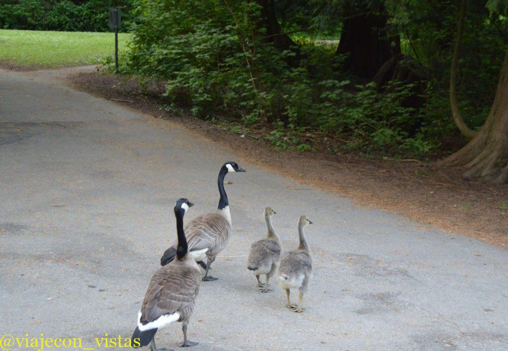 fauna del parque vancouver