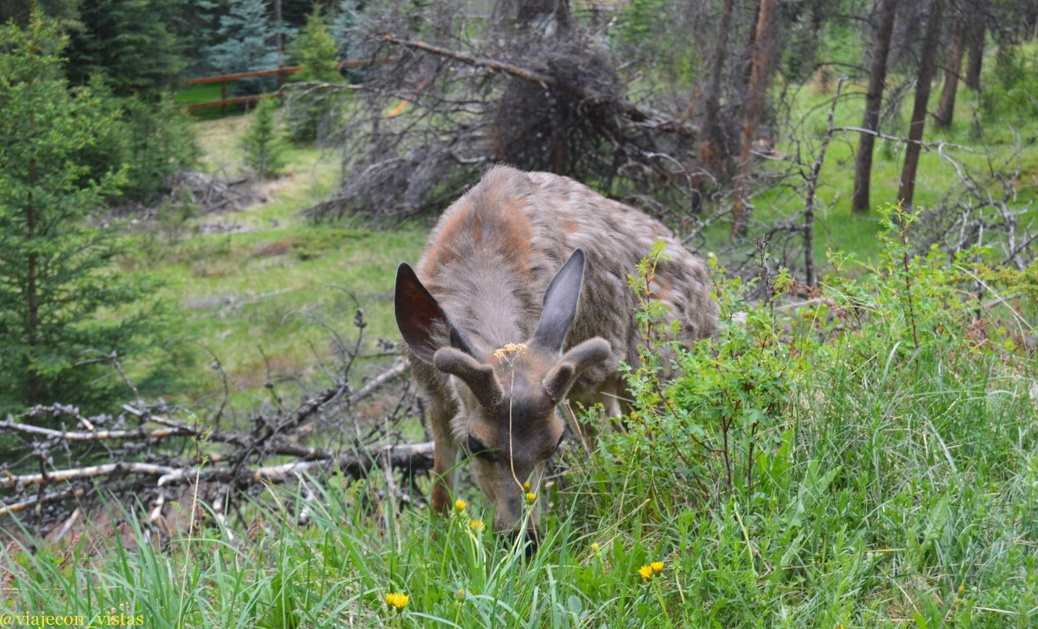 fauna en la montaña banff
