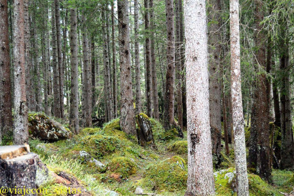 bosque suiza