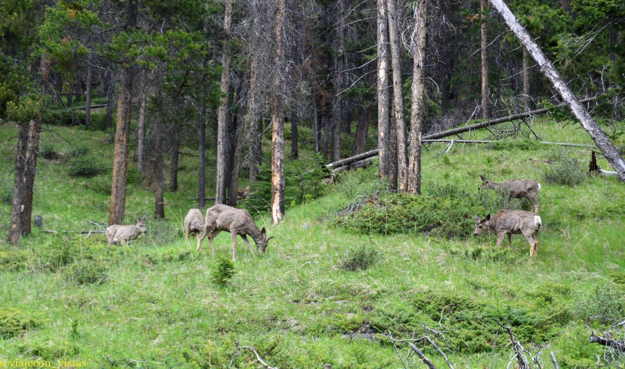 fauna salvaje banff