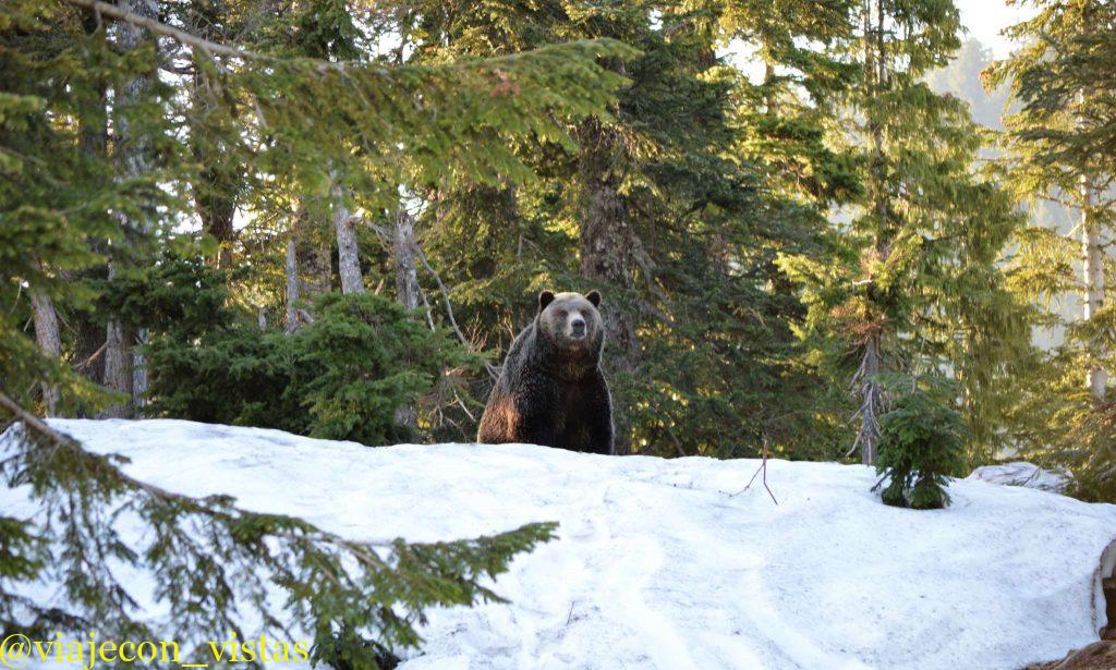 refugio de animales monte grouse vancouver