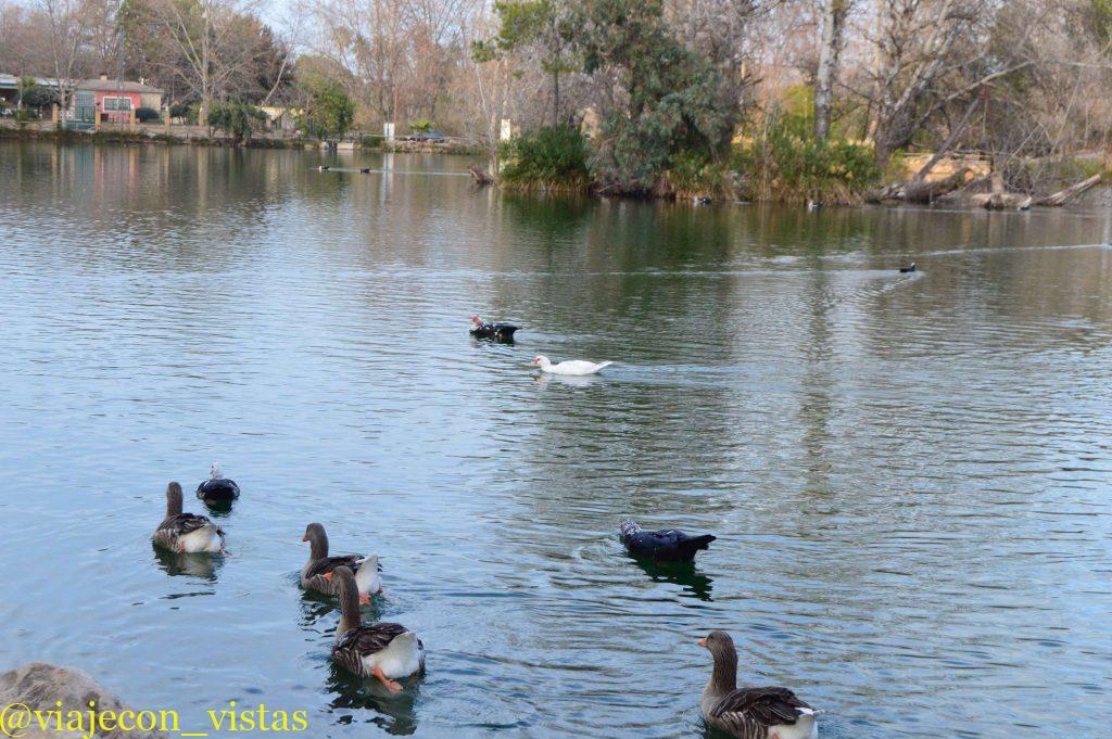 fauna en la albufera de anna