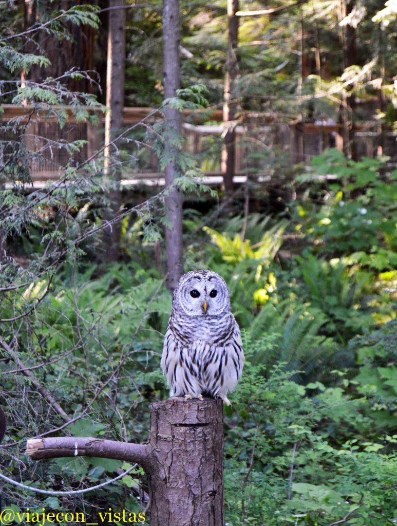 raptors ridge capilano