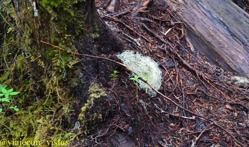 ecosistema del bosque tongass