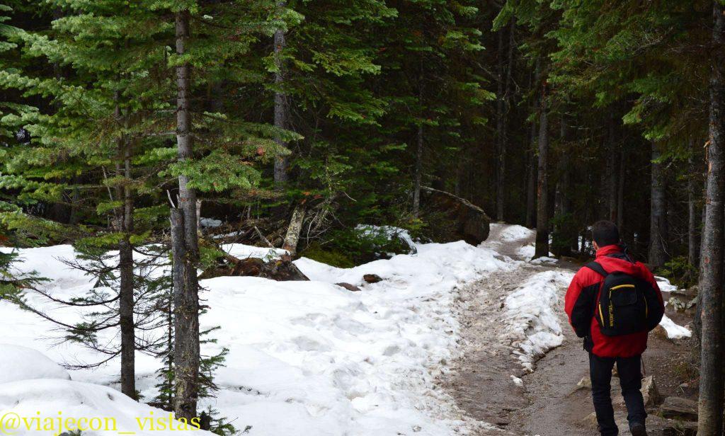 caminando entre coniferas lake louise