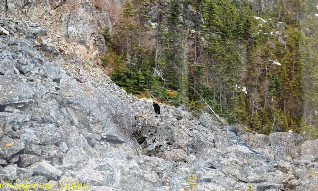 avistamiento oso en alaska