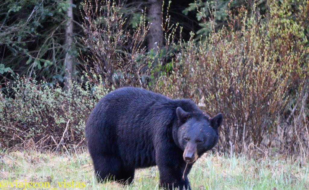 un gran oso en el parque nacional banff