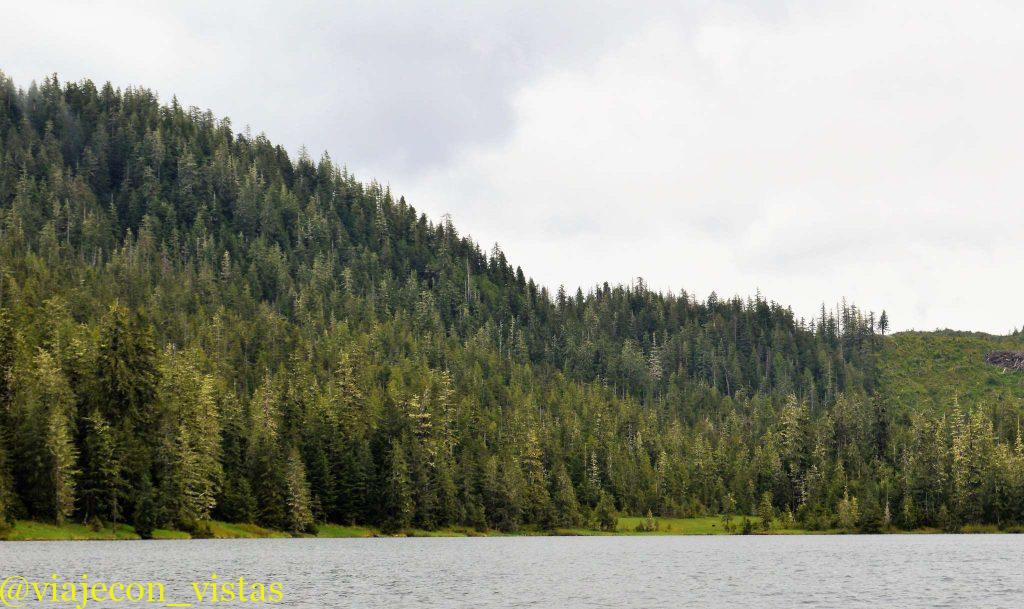 fauna salvaje en el bosque de alaska