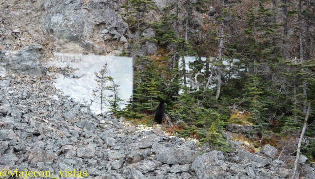 avistamiento de osos desde el tren en alaska