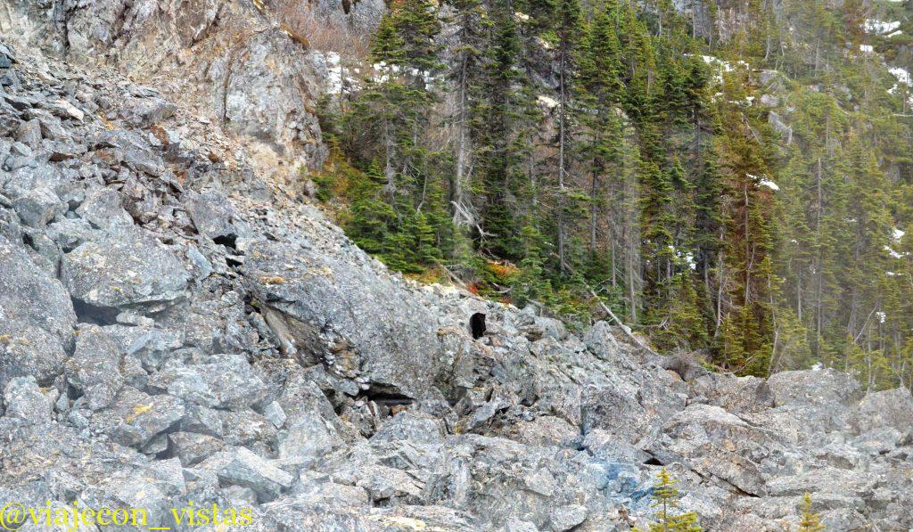oso montañas de alaska