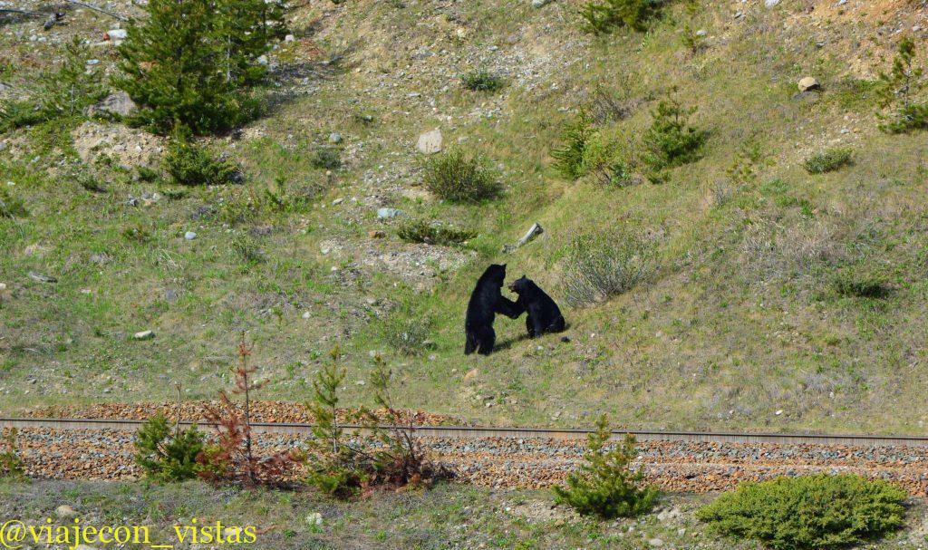 osos en parque nacional yoho