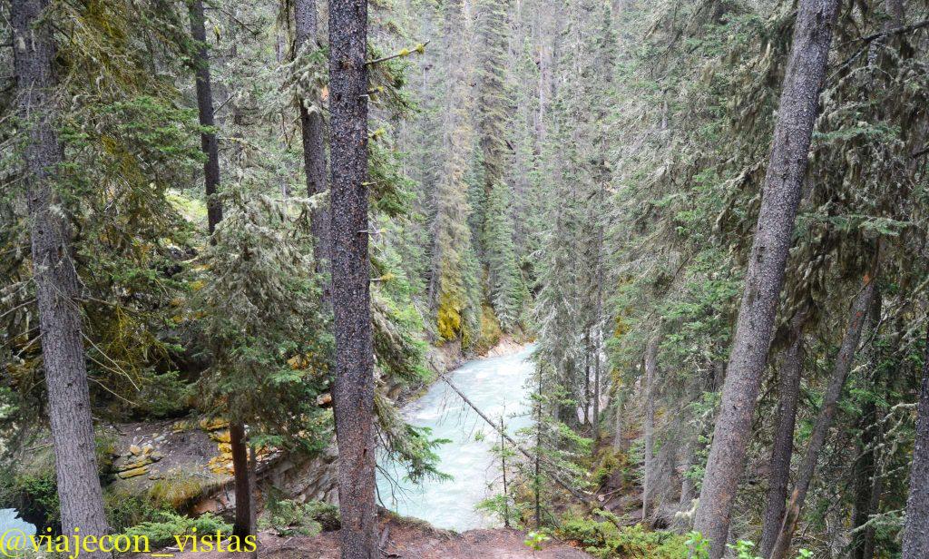 bosque de johnston canyon