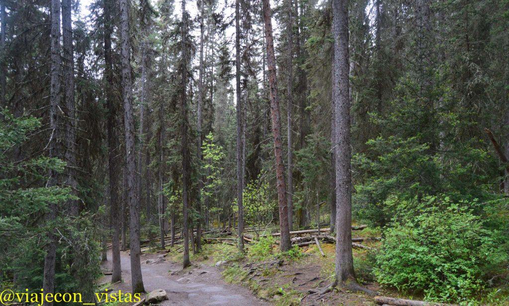 bosque coniferas banff