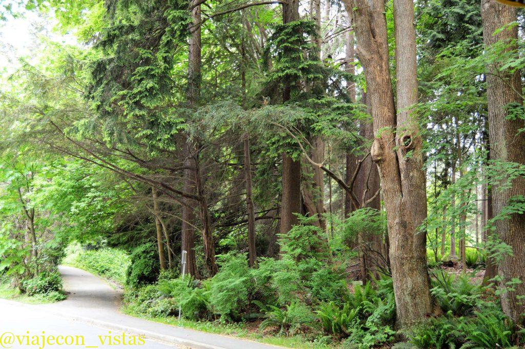 frondosos caminos stanley park