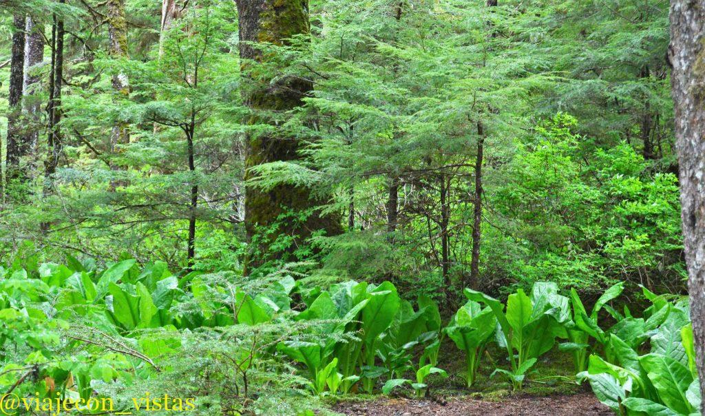 frondoso bosque tongass