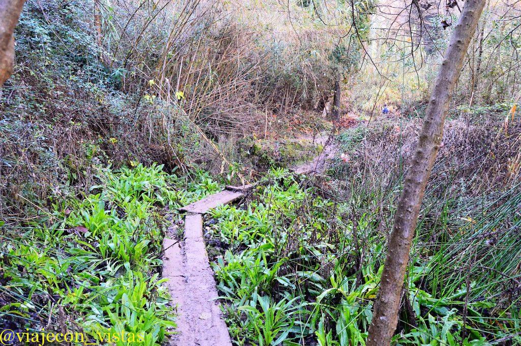 pasarela de madera cruzando el bosque