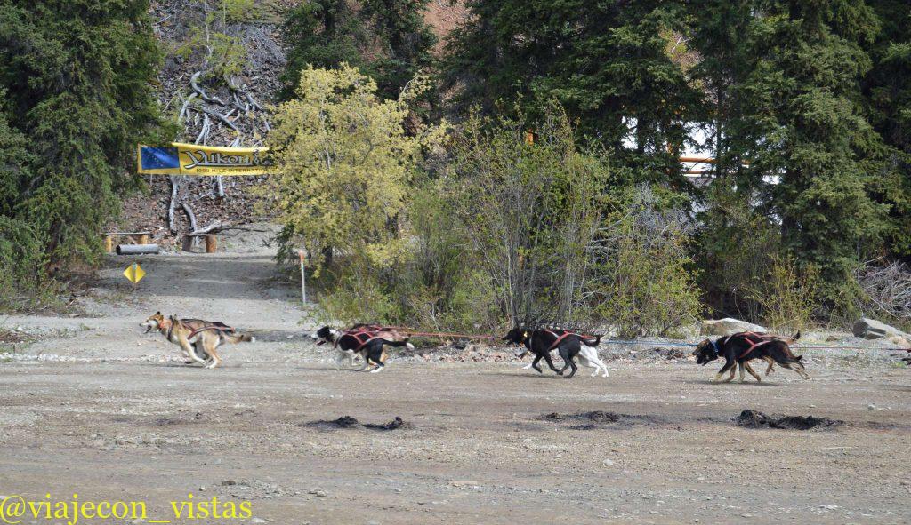 entrenamiento atletas caninos yukon