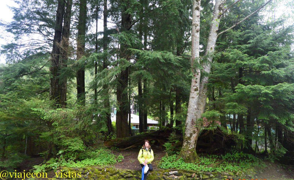 entorno natural del bosque tongass