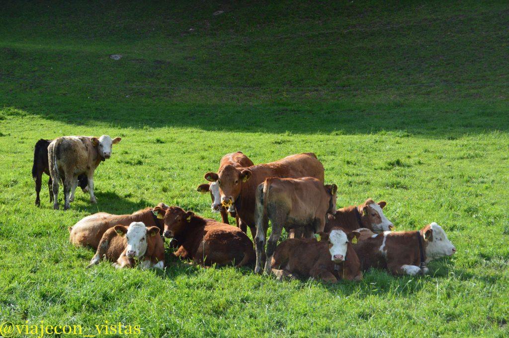 ganaderia suiza